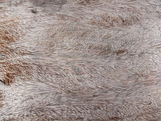 Wooden Texture Background