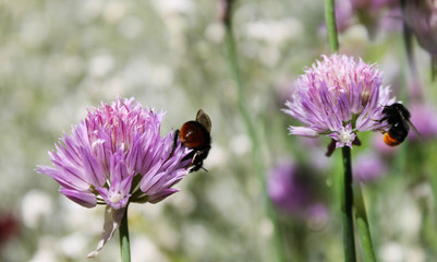Bee on a pink flower