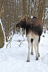 Elk winter