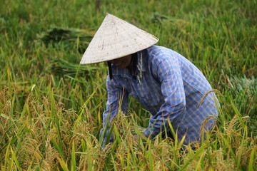 Vietnam farmer havesting rice in field, hanoi, 