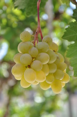 grapes picking on tree 