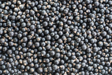 Currant black Background