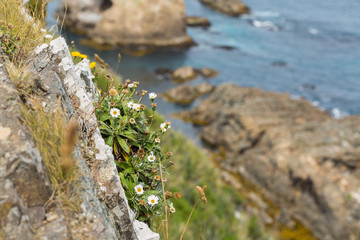 white wildflowers on the cliff