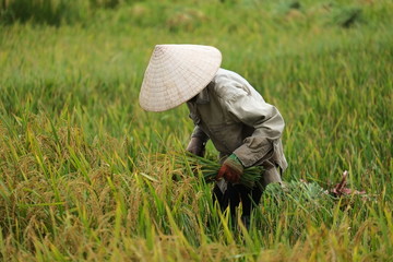 Naklejka na ściany i meble Vietnam farmer havesting rice in field, hanoi, 