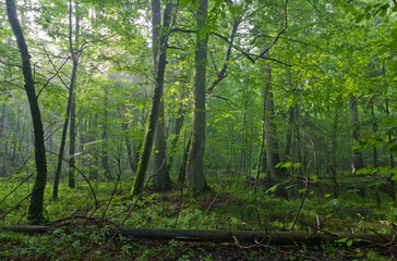 Old oak and hornbeams in natural late summer deciduous stand of Bilowieza Forest