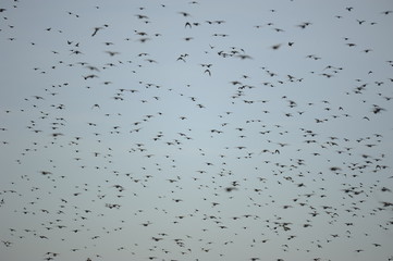Stare in den Weinbergen an der südlichen Weinstraße