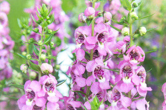 Angelonia Flower