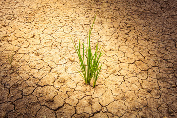 plant on cracked soil and dry in dry season