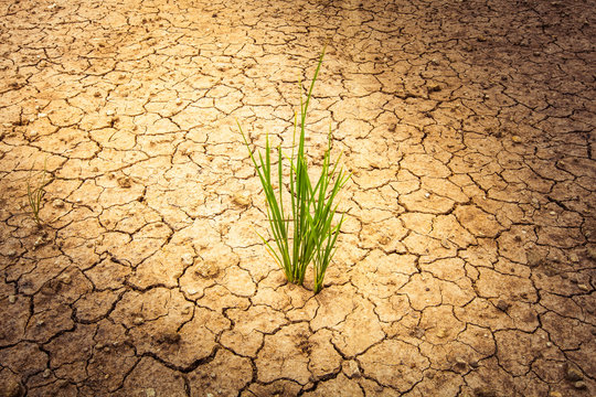 plant on cracked soil and dry in dry season