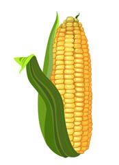Obraz premium ripe corn
