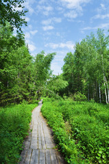 Fototapeta na wymiar Wooden Track in forest