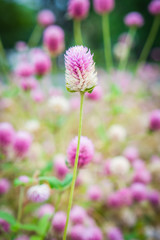 Pink flowers in garden