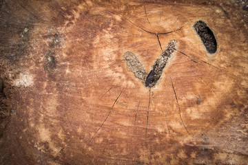 Wood texture of cut tree trunk