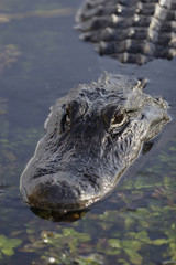 Fototapeta premium American Alligator (Alligator mississippiensis), portrait, Everglades National Park, Florida, United States, North America