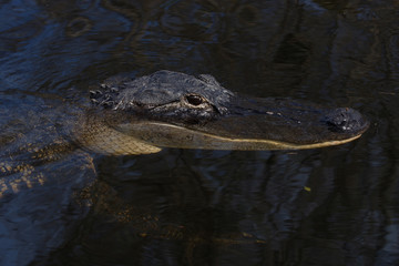 American Alligator (Alligator mississippiensis), portrait, Everglades National Park, Florida, United States, North America