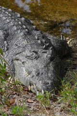 American Crocodile (Crocodylus acutus), Florida, USA, North America
