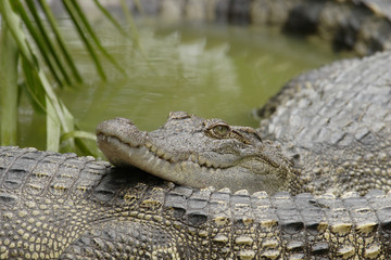 Siam crocodile(Crocodylus siamensis),Vietnam,Asia