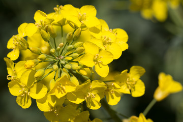 Raps im Sonnenschein