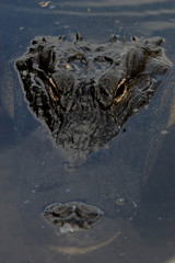 American Alligator (Alligator mississippiensis), portrait, Everglades National Park, Florida, United States, North America