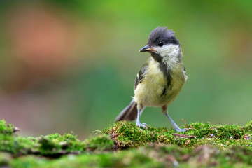 Great tit