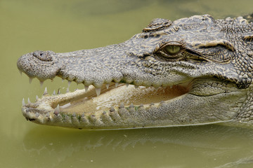 Siam crocodile(Crocodylus siamensis),Vietnam,Asia