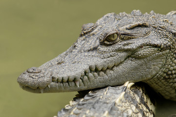 Siam crocodile(Crocodylus siamensis),Vietnam,Asia