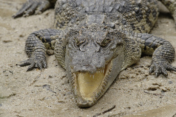 Obraz premium Siam crocodile(Crocodylus siamensis),Vietnam,Asia