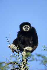 Naklejka premium Northern White-cheeked Gibbon (Nomascus leucogenys), adult male , Thailand, Asia