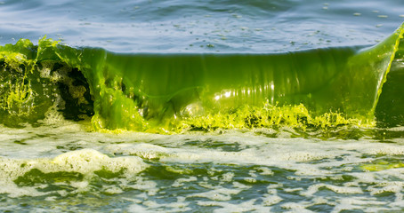 Green Sea luminescence. Illumination of plankton at Bang-saen Chon buri