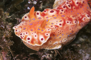 Close-up short tailed ceratosoma nudibranch