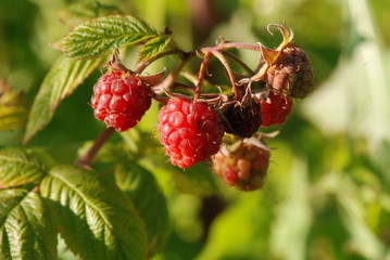 maliny © ManufakturaKadrów