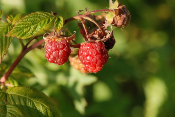 maliny © ManufakturaKadrów