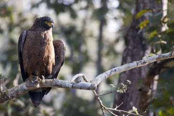 Wunderschöner Greifvogel auf Ast