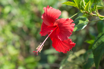 red flower on backgroud burr