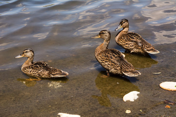 Ducks