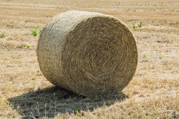 Focus on hay bale in the foreground in rural field.