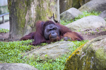 the adult male of Borneo orangutan Pongo pygmaeus