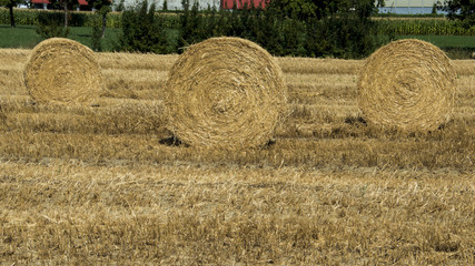 Fototapeta na wymiar Focus on hay bales in the foreground in rural field.