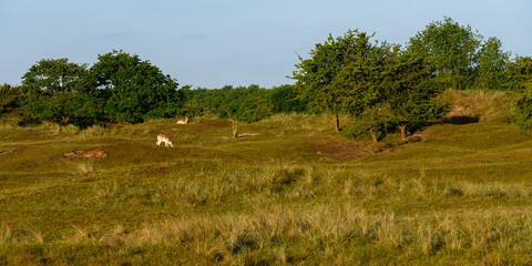 Fototapeta na wymiar Fallow Deer (Dama dama) in its natural habitat