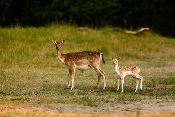 Naklejka na ściany i meble Fallow Deer (Dama dama) female with a juvenile.