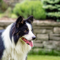 Dog, border collie, portrait of being happy