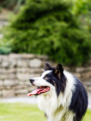 Dog, border collie, watching, waiting and obedient