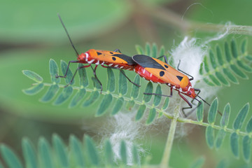 Insects in red and white stripes. Reproduction on a leaf