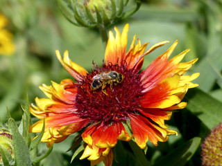Yellow and orange flower with a honeybee