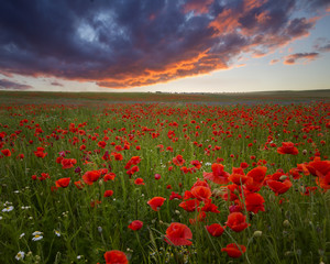 Plakat Sunset over poppy meadow