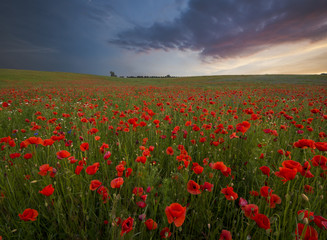 Sunset over poppy meadow