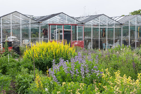 Colorful flowers and a green house at a Dutch garden centre