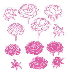  flower peony © KVasay