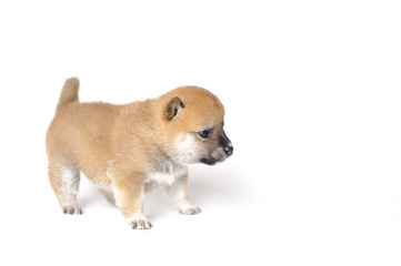 Shiba Inu puppy