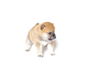 Obraz premium Shiba Inu puppy